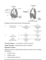 Science, Chapter 1 Life Processe(NOTES)Class 10th, Biology. - Image 8