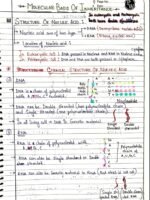 MOLECULAR BASIS OF INHERITANCE [BIOLOGY]
