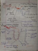 Class-11;Biology - Image 6