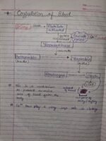 Class-11; Biology; Body Fluids and Circulation - Image 6