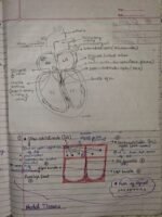 Class-11; Biology; Body Fluids and Circulation - Image 11