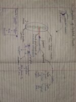 Class-11; Biology; Locomotion and Movement - Image 5