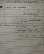 Class-11;Biology;Neural Control and Coordination - Image 2