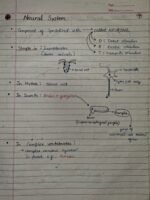 Class-11;Biology;Neural Control and Coordination - Image 4