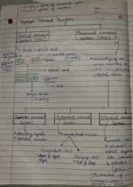 Class-11;Biology;Neural Control and Coordination - Image 5