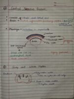 Class-11;Biology;Neural Control and Coordination - Image 11