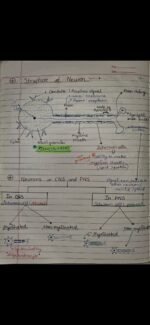 Class-11;Biology;Neural Control and Coordination - Image 7