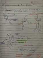 Class-11;Biology;Neural Control and Coordination - Image 10