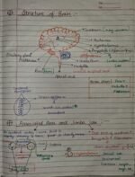 Class-11;Biology;Neural Control and Coordination - Image 14