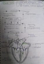 Class 10 Biology Chapter 5 Life Processes Complete Notes | NCERT Based | Exam Ready - Image 3