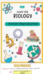 Class 12th biology(Human reproduction handwritten notes) - Image 2