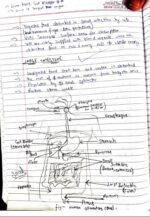 Life Processes Class 10th Notes + Activities Conclusions - Image 4