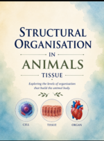 Structural organisation in animals -Tissues