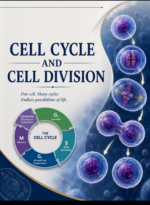 Class 11-Cell cycle and cell division