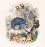 Class 11 zoology Animal kingdom handwritten notes|NEET| CBSE|