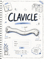 The Clavicle notes