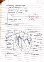 Human physiology class 11 notes - Image 28