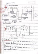 Human physiology class 11 notes - Image 45
