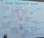 Zoology notes - Image 3