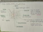 Neet biology notes of reproduction in humans - Image 3