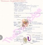Human Reproduction: Full Chapter Premium Revision Notes