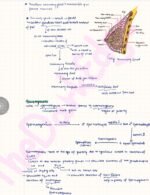 Human Reproduction: Full Chapter Premium Revision Notes - Image 2