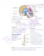 Locomotion & Movement: Complete High-Yield Visual detailed Notes | NEET & Class 12 Boards (NCERT Master Guide) - Image 3