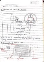 Human physiology class 11 notes - Image 59