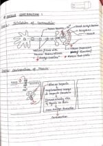 Human physiology class 11 notes - Image 63