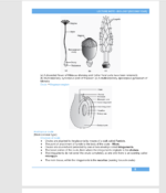 Grade 12 CBSE +NEET- Biology short note - Image 2