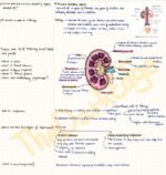 Excretory Products & Their Elimination: Full Chapter Premium Notes (NCERT Made Easy)