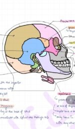 Locomotion & Movement: Complete High-Yield Visual detailed Notes | NEET & Class 12 Boards (NCERT Master Guide)