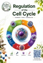 Regulation of the Cell Cycle