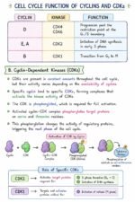 Regulation of the Cell Cycle - Image 2