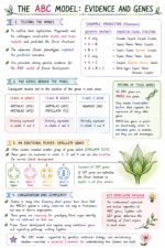 Genes Control the Development of Flowers in Plants - Image 2