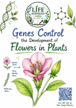 Genes Control the Development of Flowers in Plants