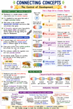 Developmental Biology of Drosophila melanogaster - Image 2