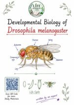 Developmental Biology of Drosophila melanogaster