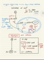 RESPIRATION IN PLANTS - Image 5