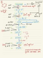 RESPIRATION IN PLANTS - Image 7