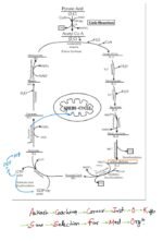 RESPIRATION IN PLANTS - Image 11