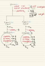 RESPIRATION IN PLANTS - Image 12