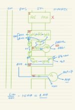 RESPIRATION IN PLANTS - Image 16