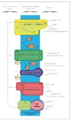 RESPIRATION IN PLANTS - Image 17