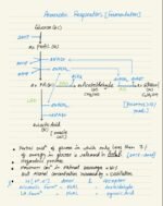 RESPIRATION IN PLANTS - Image 23