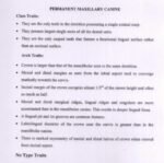 BDS 1st Year Dental Anatomy: Canine Arch & Class Traits + Chronology Table (High-Yield Viva & Exam PDF)
